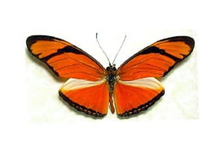 Dryas Iulia:julia butterfly facts - Typesofbutterflies