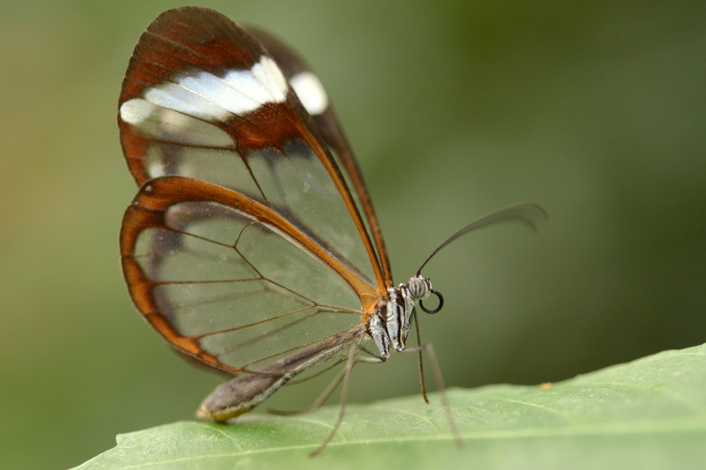 Glasswing butterfly Habitat,life cycle Facts - Typesofbutterflies