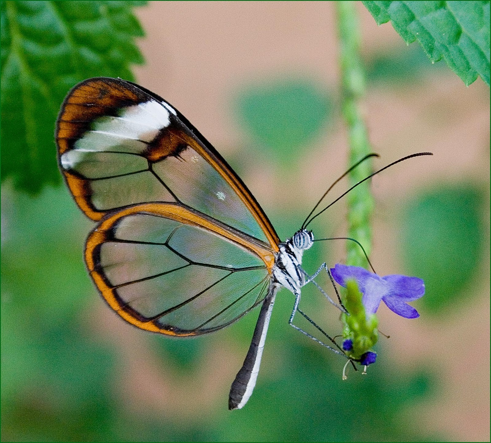 Glasswing butterfly Habitat,life cycle Facts - Typesofbutterflies