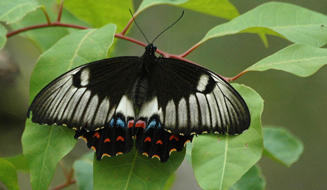 Orchard Swallowtail butterfly - Typesofbutterflies