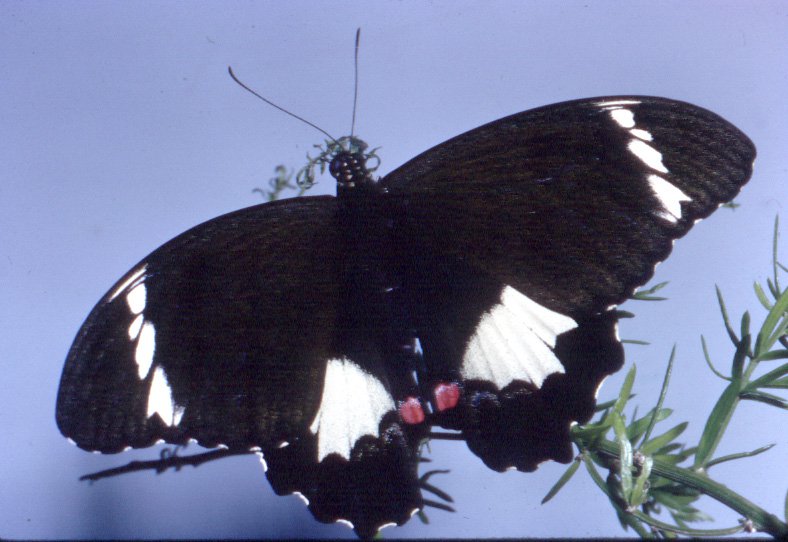 Orchard Swallowtail butterfly - Typesofbutterflies